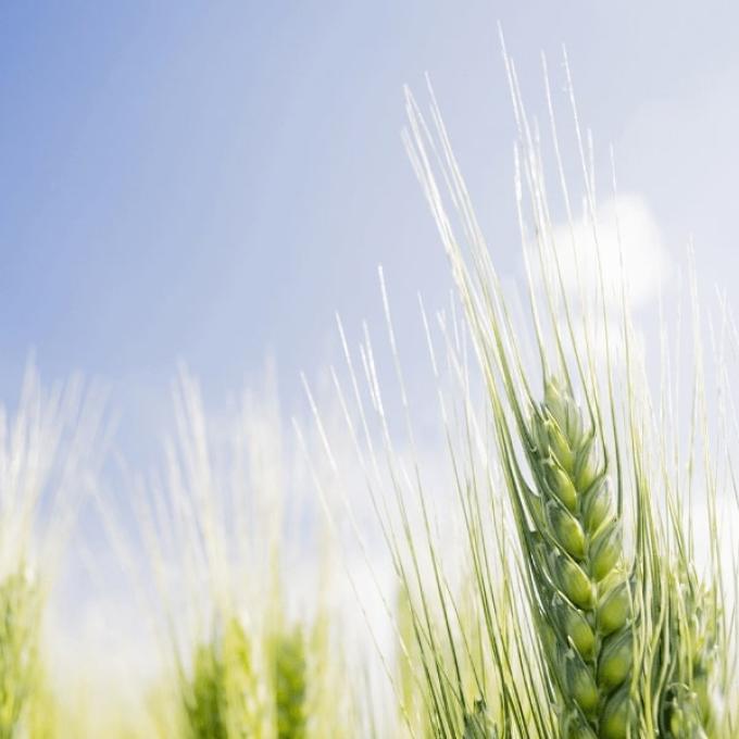 Global Website for Haifa Group